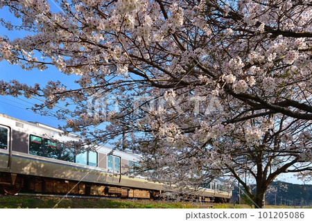 在盛開的櫻花和油菜花之間行駛的通勤列車 嵯峨野線 山陰本線 京都口 101205086