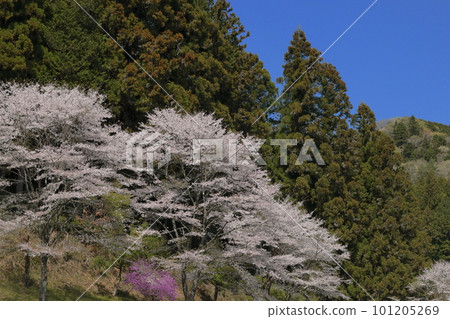 深粉紅色的櫻花盛開在盛春的里山 101205269