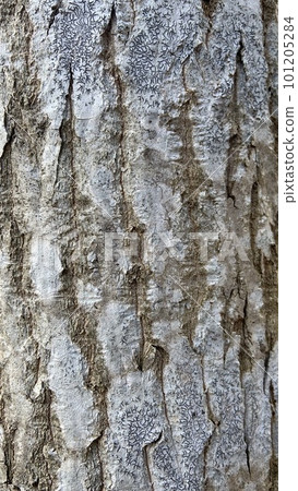 old tree trunk 101205284