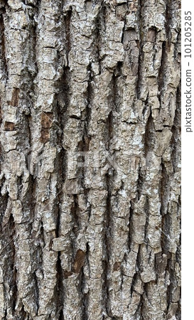 old tree bark 101205285