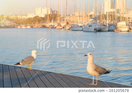 Seagulls on a wharf on a sunny day. Boats in the harbor Seagulls on a wharf on a sunny day. Boats in the harbor 101205678