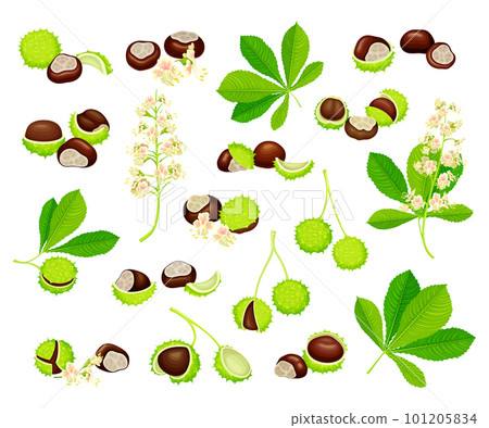 Horse Chestnut or Aesculus Hippocastanum with Fruit in Green Spiky Capsule Shell Containing Conker Seed Big Vector Set 101205834