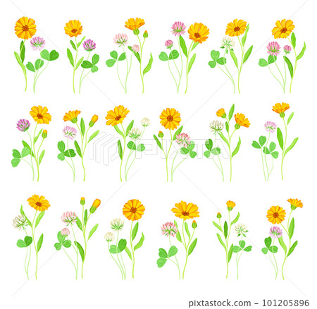 Calendula Plant with Orange Flower Head and Clover on Stem as Meadow Herb Big Vector Set 101205896