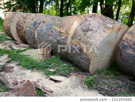 Tree and stub on sawmill close up Tree and stub on sawmill close up 101205980