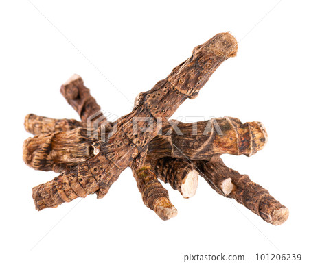 Calamus root isolated on white background. Sweet flag, sway or muskrat root, vasambu. Dry root of Acorus calamus. Calamus root isolated on white background. Sweet flag, sway or muskrat root, vasambu. Dry root of Acorus calamus. 101206239