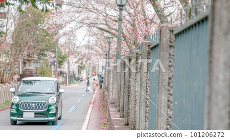 一輛汽車沿著一排櫻花樹行駛 101206272