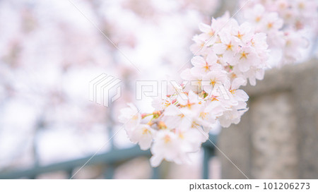 櫻花的風景 101206273