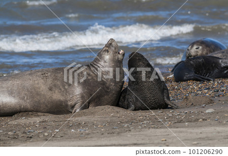 Female elephant seal and pup, Peninsula Valdes, Patagonia, Argentina Female elephant seal and pup, Peninsula Valdes, Patagonia, Argentina 101206290
