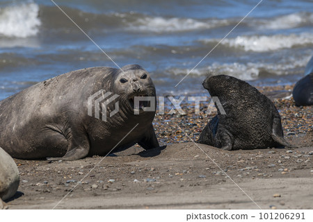 Female elephant seal and pup, Peninsula Valdes, Patagonia, Argentina Female elephant seal and pup, Peninsula Valdes, Patagonia, Argentina 101206291