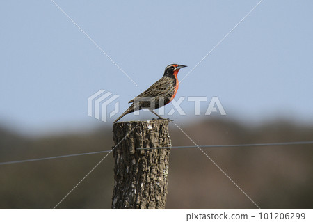 Long tailed Meadowlark, La Pampa, Argentina. Long tailed Meadowlark, La Pampa, Argentina. 101206299