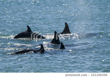 Killer whale family hunting sea lions, Peninsula valdes, Patagonia Argentina Killer whale family hunting sea lions, Peninsula valdes, Patagonia Argentina 101206300