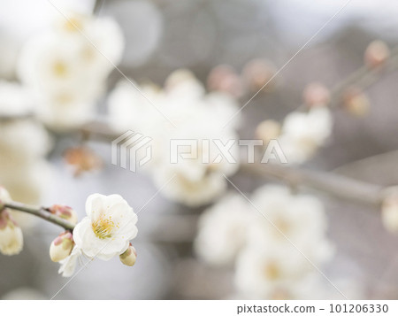 Beautiful white plum blossoms blooming in early spring [flowers and plants] 101206330