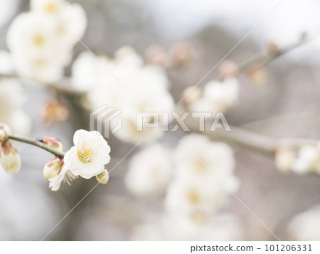 早春盛開的美麗白梅[花草] 101206331