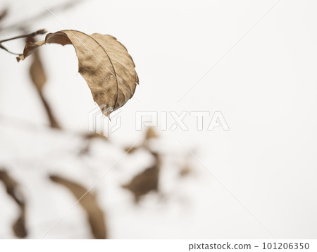 Winter dead trees [flowers and plants] 101206350