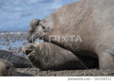 Elephant seal couple mating, Peninsula Valdes, Patagonia, Argentina 101206522