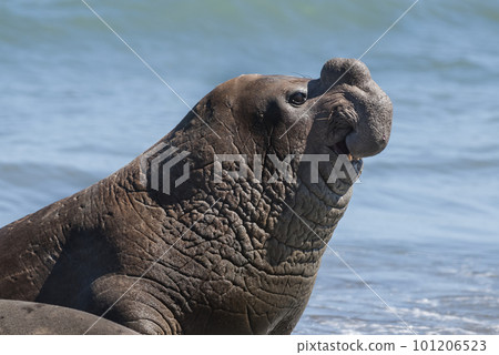 Male elephant seal, Peninsula Valdes, Patagonia, Argentina Male elephant seal, Peninsula Valdes, Patagonia, Argentina 101206523