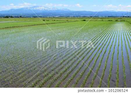 Paddy field 2 weeks after rice planting Paddy field 2 weeks after rice planting 101206524