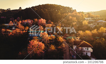 landscape of Beautiful Wild Himalayan Cherry Blooming pink Prunus cerasoides flowers at Phu Lom Lo Loei and Phitsanulok of Thailand landscape of Beautiful Wild Himalayan Cherry Blooming pink Prunus cerasoides flowers at Phu Lom Lo Loei and Phitsanulok of Thailand 101206786