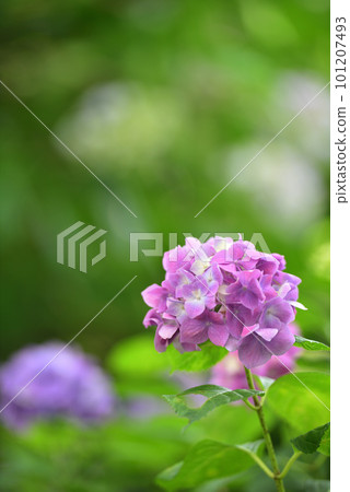 Hydrangea blooming in Kyoto Hanakannonji Hydrangea blooming in Kyoto Hanakannonji 101207493