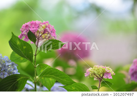 在京都花觀音寺盛開的繡球花 在京都花觀音寺盛開的繡球花 101207497