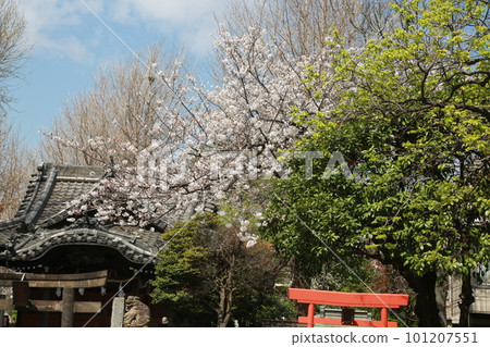 I walked to see the cherry blossoms in my neighborhood I walked to see the cherry blossoms in my neighborhood 101207551