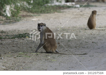 赤猴 赤猴 101207584