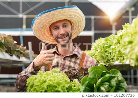 Farmer harvesting vegetable from hydroponics farm. Organic fresh vegetable, Farmer working with hydroponic vegetables garden at greenhouse 101207726