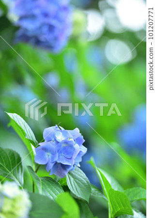 在京都花觀音寺盛開的繡球花 101207771