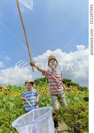 Brothers chasing bugs in a sunflower park Brothers chasing bugs in a sunflower park 101207943