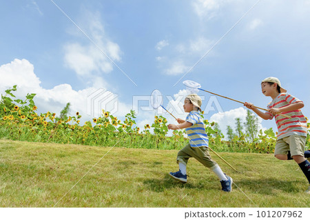 Brothers chasing bugs in a sunflower park Brothers chasing bugs in a sunflower park 101207962
