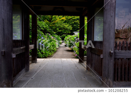 在京都花觀音寺盛開的繡球花 在京都花觀音寺盛開的繡球花 101208255