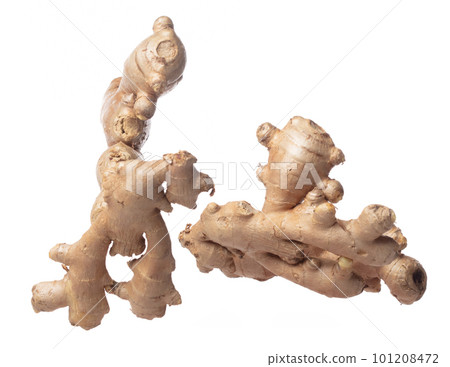 Ginger fall fly in mid air, fresh vegetable spice ginger falling. Organic fresh herbal ginger root head full length, close up texture. White background isolated freeze motion high speed shutter 101208472