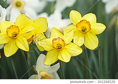 Pastel style "yellow narcissus" illustration image 101208520