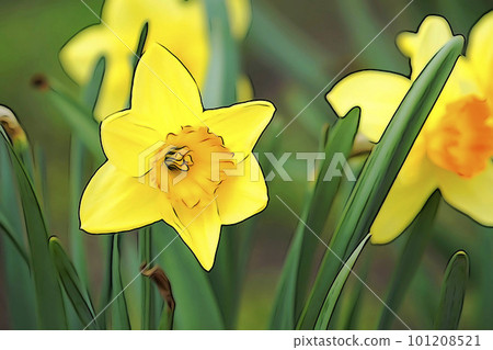 Pastel style "yellow narcissus" illustration image 101208521