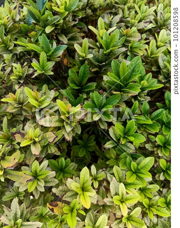 Green leaves of the jungle geranium plant  101208598