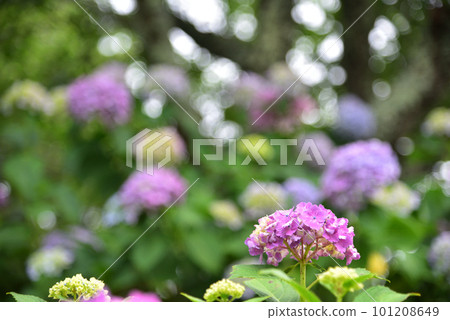 在京都花觀音寺盛開的繡球花 在京都花觀音寺盛開的繡球花 101208649