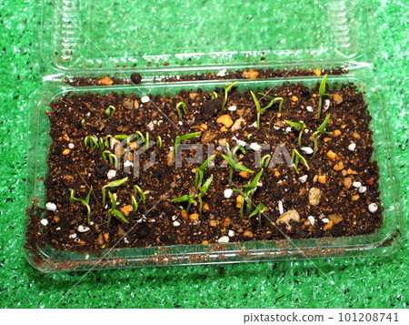 Home garden, jumbo green pepper sprouts, young shoots Home garden, jumbo green pepper sprouts, young shoots 101208741