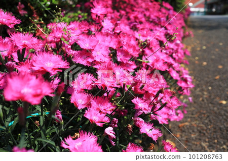 cute dianthus flower cute dianthus flower 101208763