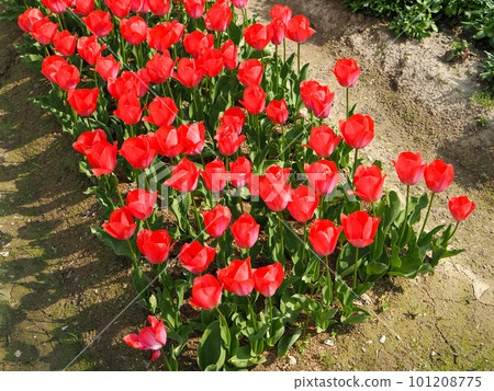 Red tulip field Red tulip field 101208775