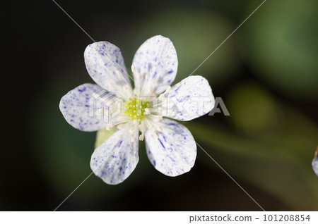 Yukiwariso Yukiwariso 101208854