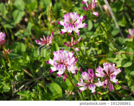 Astragalus flowers Astragalus flowers 101208861