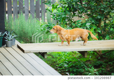 花園裡的迷你臘腸犬 101208987