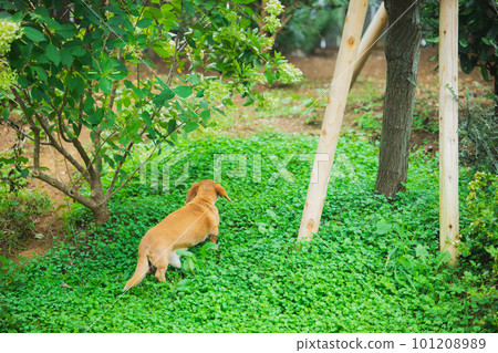 miniature dachshund in the garden miniature dachshund in the garden 101208989