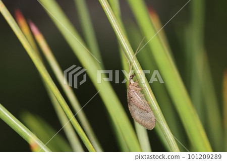 三月的生物、昆蟲、大和姬歌樓和松林。在松葉停在這裡停在那裡 三月的生物、昆蟲、大和姬歌樓和松林。在松葉停在這裡停在那裡 101209289