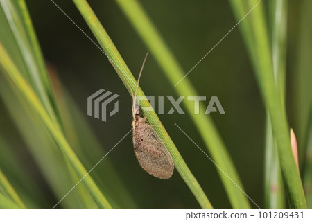 Creature: Insect: Yamato Himekagerou, about 16 mm long. Pale color on the back, translucent wings without patterns 101209431