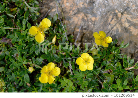 灌木叢(北海道阿波伊山) 灌木叢(北海道阿波伊山) 101209534
