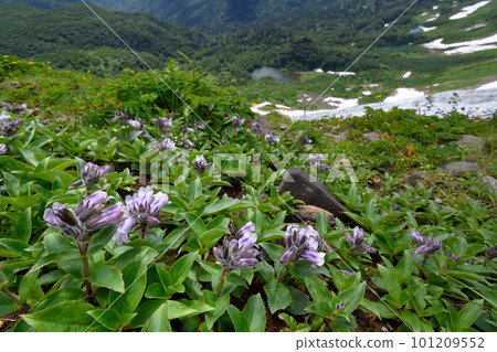 Iwabukuro and Kogen Marsh (Hokkaido Daisetsuzan) 101209552
