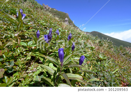 Ezoyama Gentiana (Shiretoko, Hokkaido) 101209563