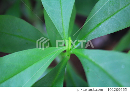 close view of top of ginseng leaf photo close view of top of ginseng leaf photo 101209665