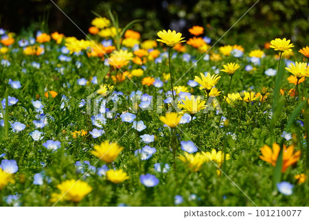 Blooming tulips and bluebonnet flowers Blooming tulips and bluebonnet flowers 101210077